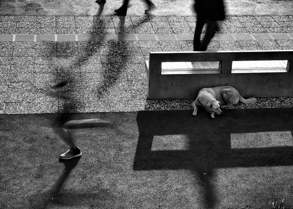 Street Dog Motion by Ali Ayer — canvas wall art