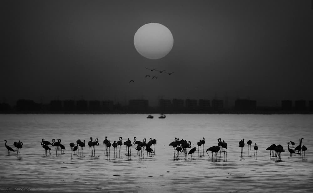 Flamingo Sunset Silhouette by Ahmed Thabet — canvas wall art