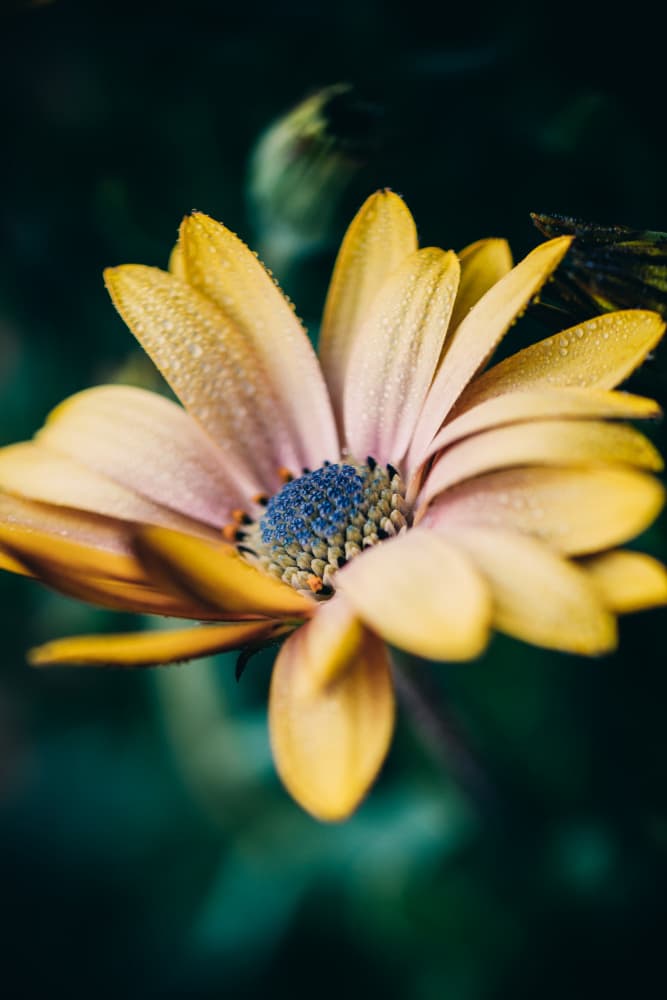 Dew Kissed Yellow Daisy by Javier Pardina — canvas wall art