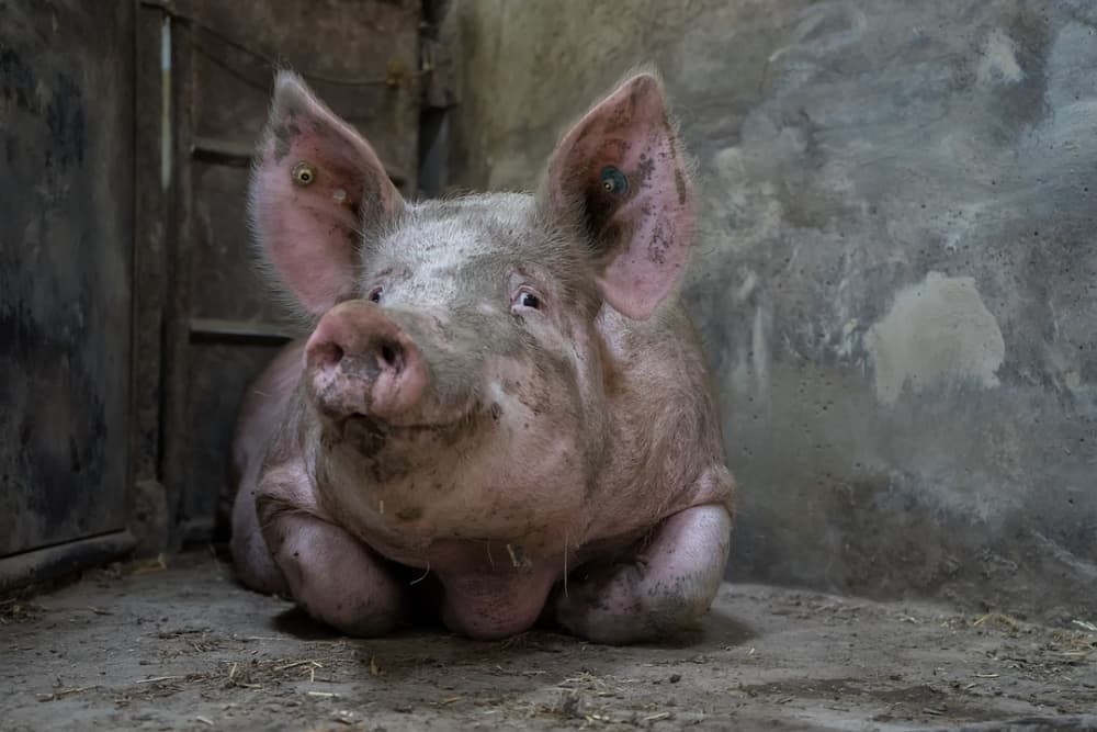 Happy Farm Pig by Gert van den Bosch — canvas wall art