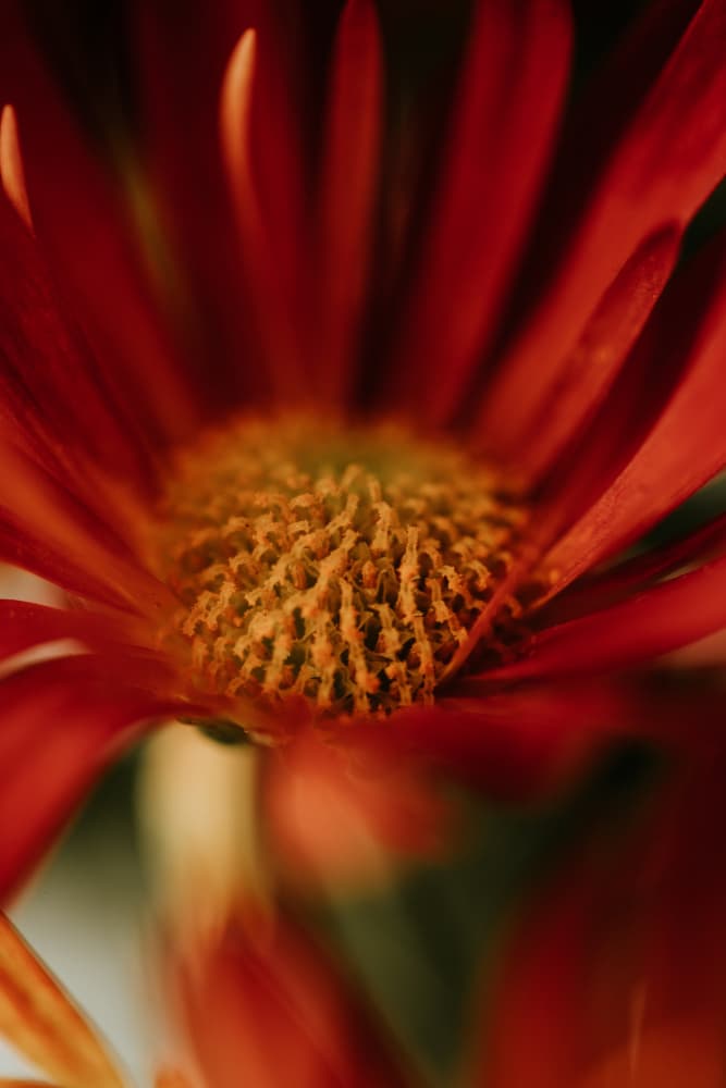 Vibrant Red Bloom by Javier Pardina — canvas wall art