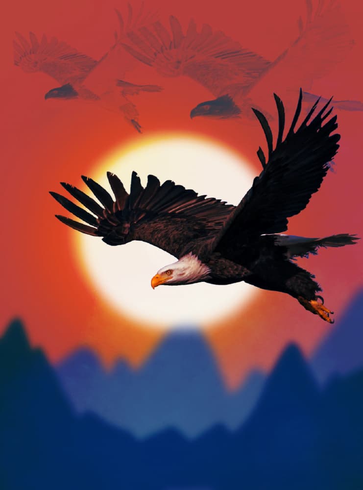 Bald Eagle Sunset Flight by Anda Bieza — canvas wall art