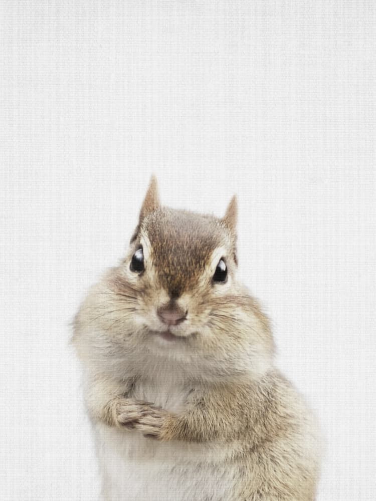 Cute Chipmunk Portrait by Lila & Lola — canvas wall art