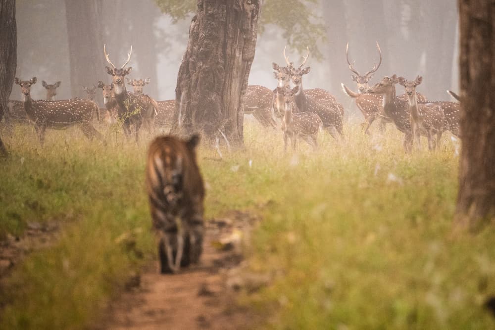 Tiger and Deer in Mist by Mohammed Alnaser — canvas wall art