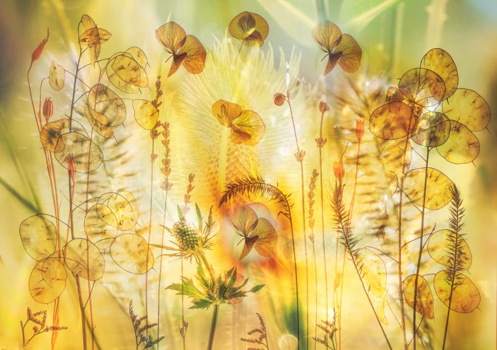Golden Honesty Dreams by Hilda van der Lee — canvas wall art