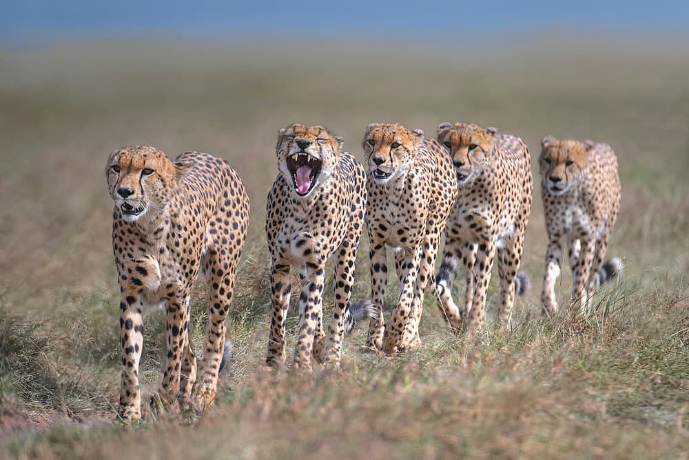 Five Cheetahs On The Prowl by Xavier Ortega — canvas wall art