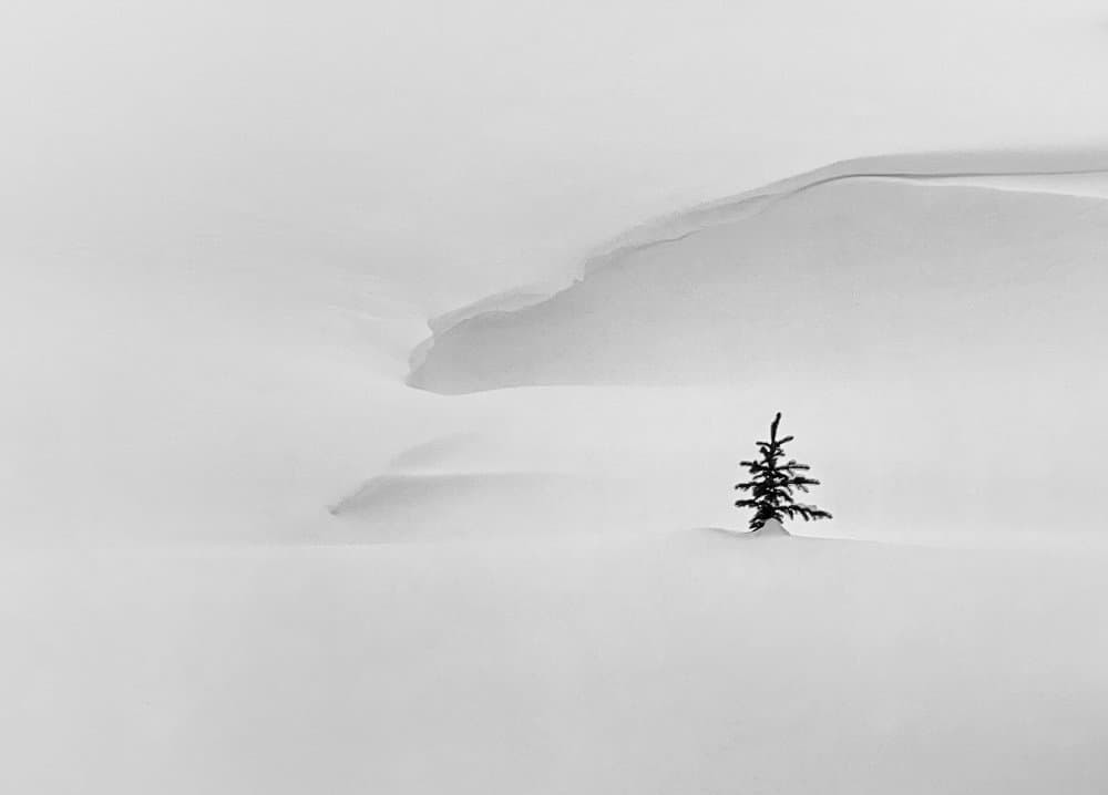 Lone Winter Tree by Emma Zhao — canvas wall art