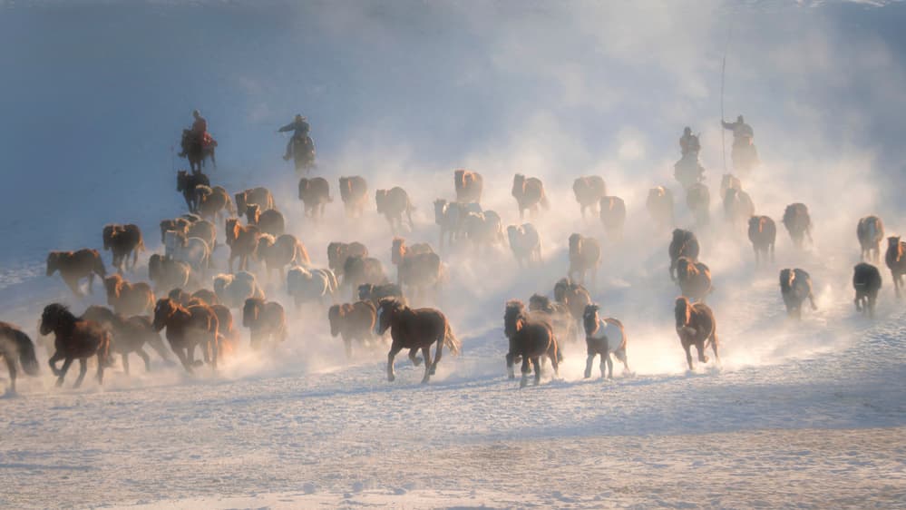 Winter Horse Stampede by Annie Poreider — canvas wall art