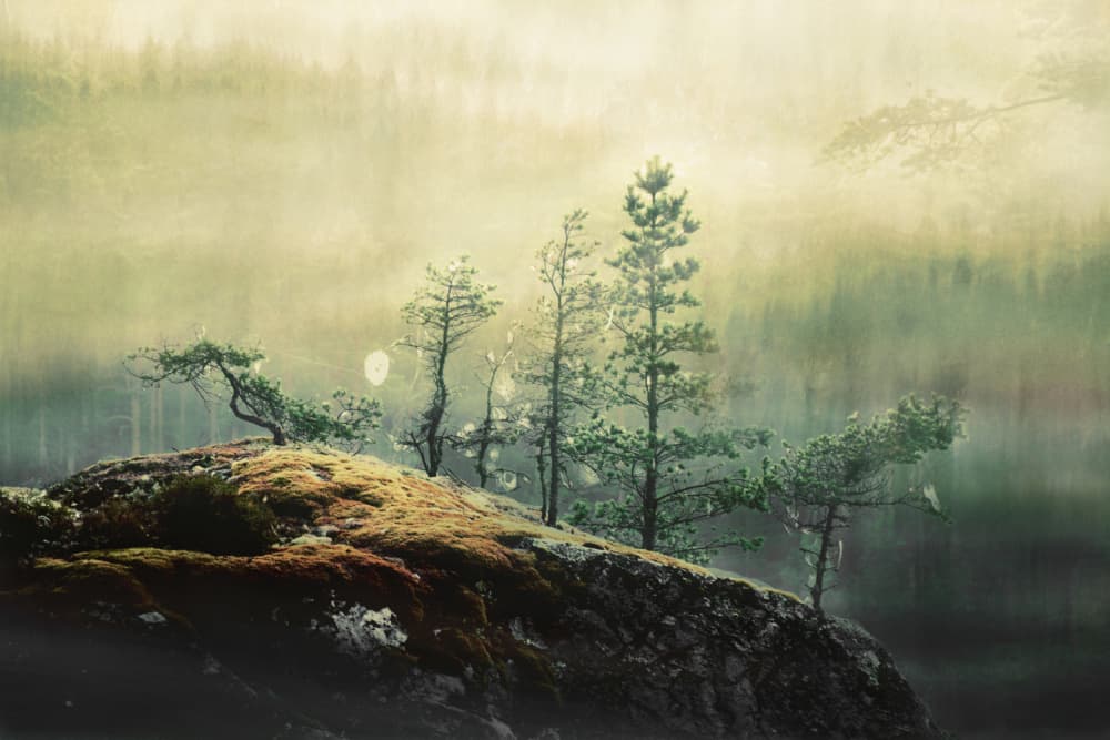 Misty Forest Pines by Christina Sillen — canvas wall art