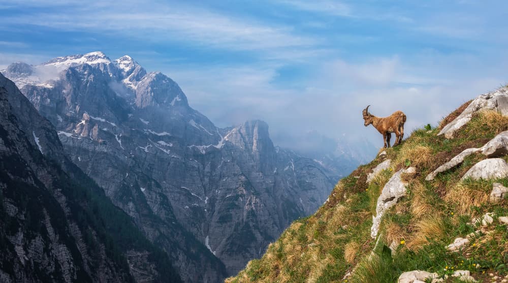 Wild Mountain Goat View by Ales Krivec — canvas wall art