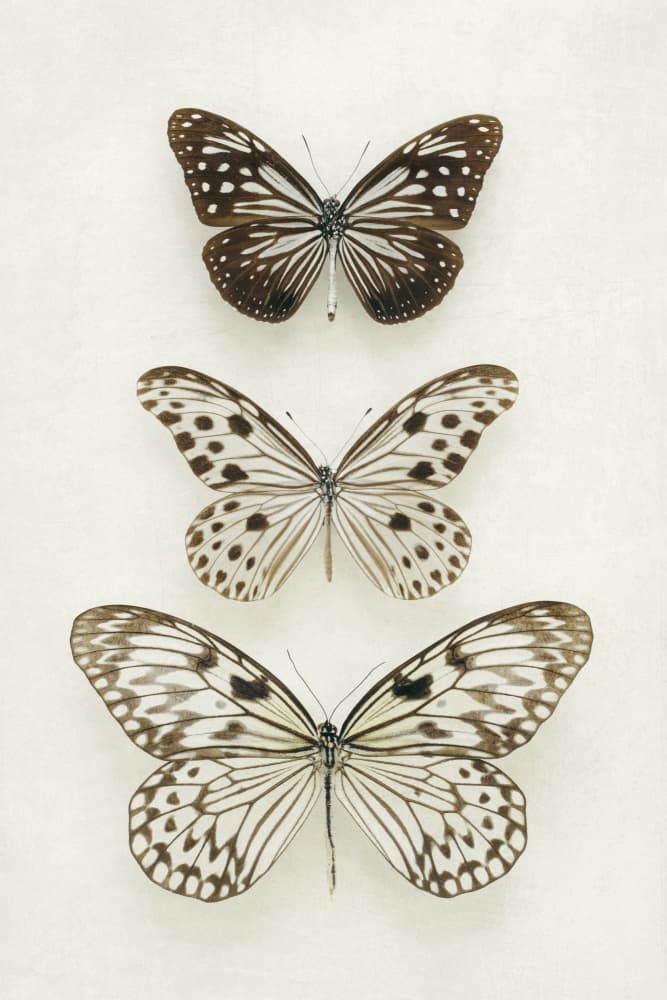 Elegant Butterfly Display by Alyson Fennell — canvas wall art