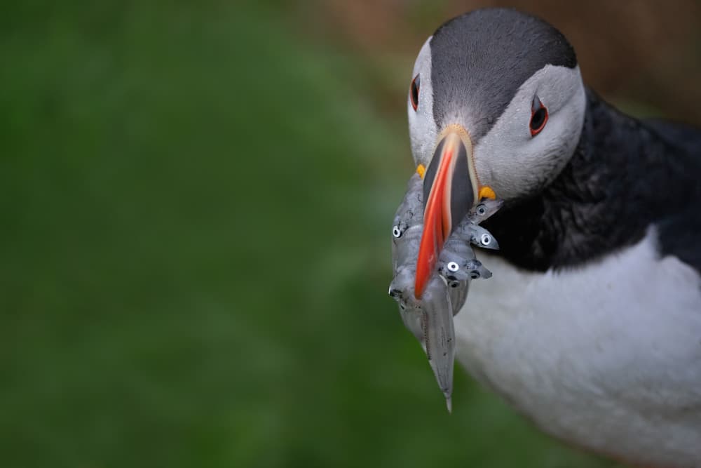 Puffin's Fresh Catch by John Fan — canvas wall art