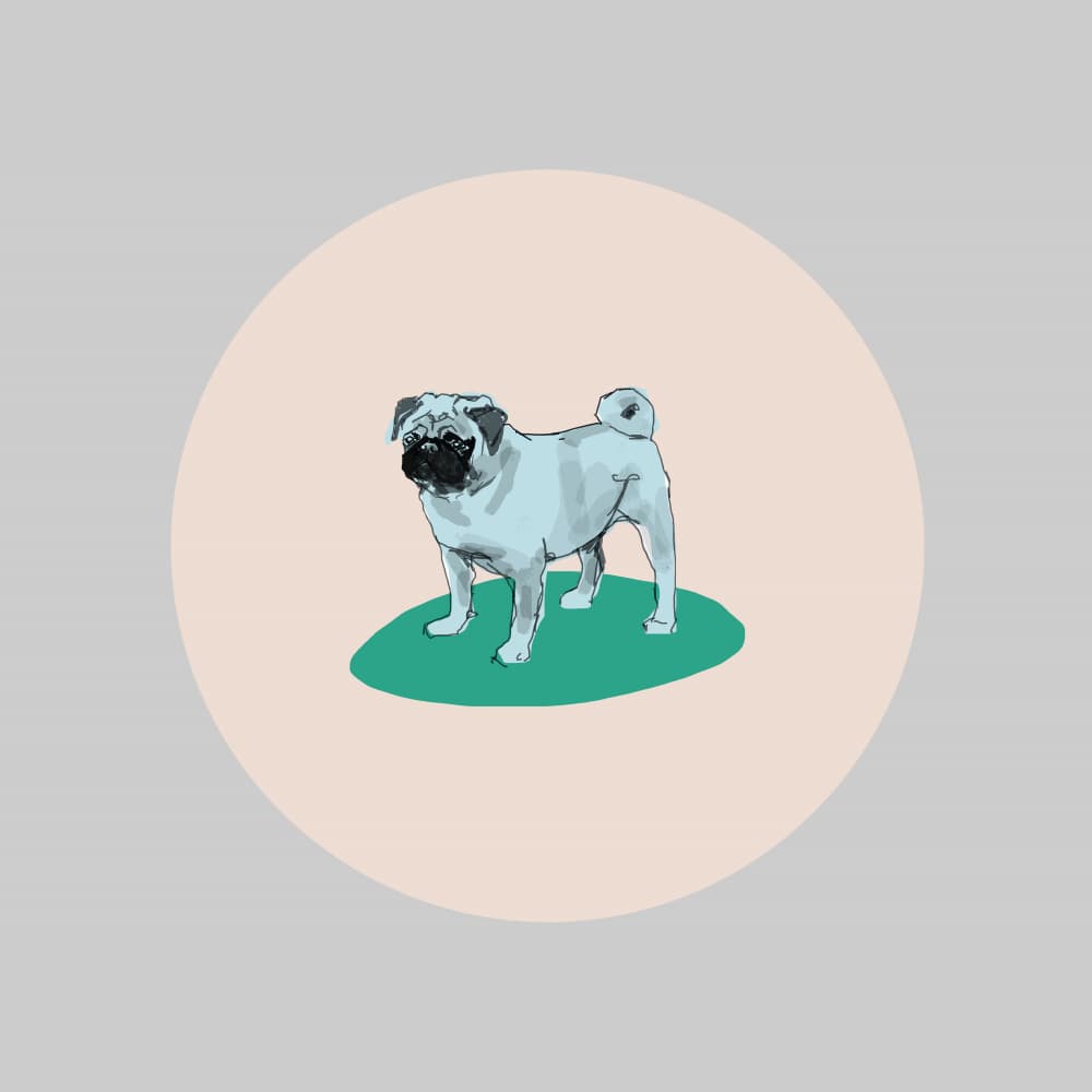 Adorable Pug Portrait by casa cartissi — canvas wall art