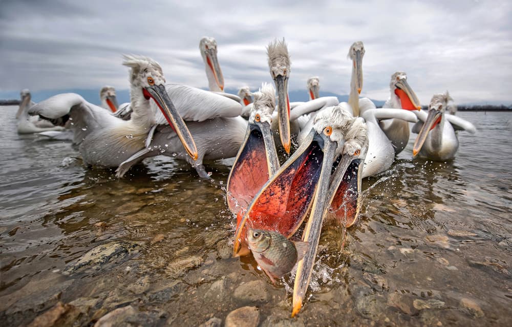 Pelicans Catching Fish by Xavier Ortega — canvas wall art