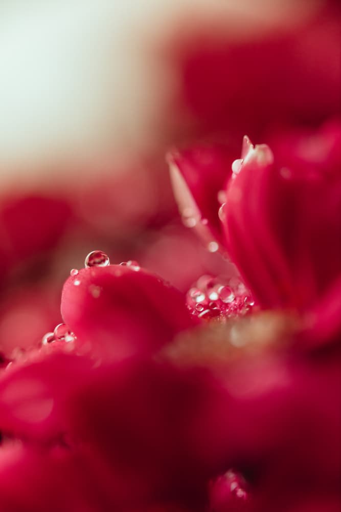 Dewy Red Petals by Javier Pardina — canvas wall art