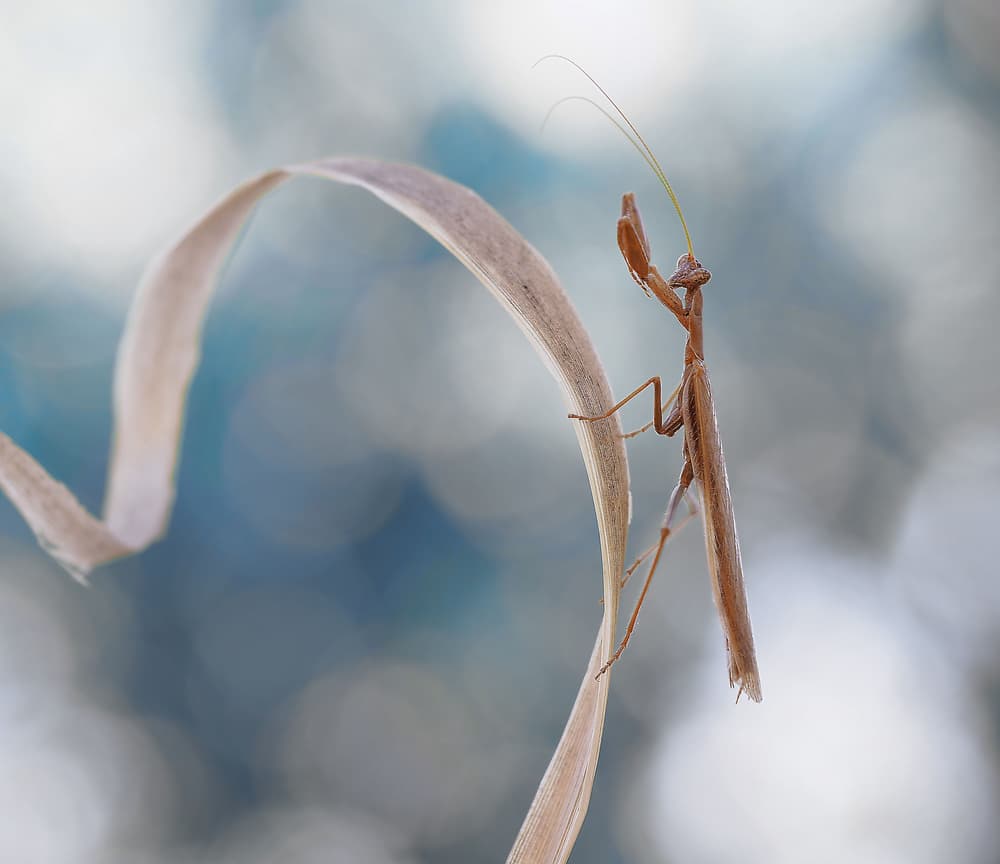 Delicate Praying Mantis by Thierry Dufour — canvas wall art