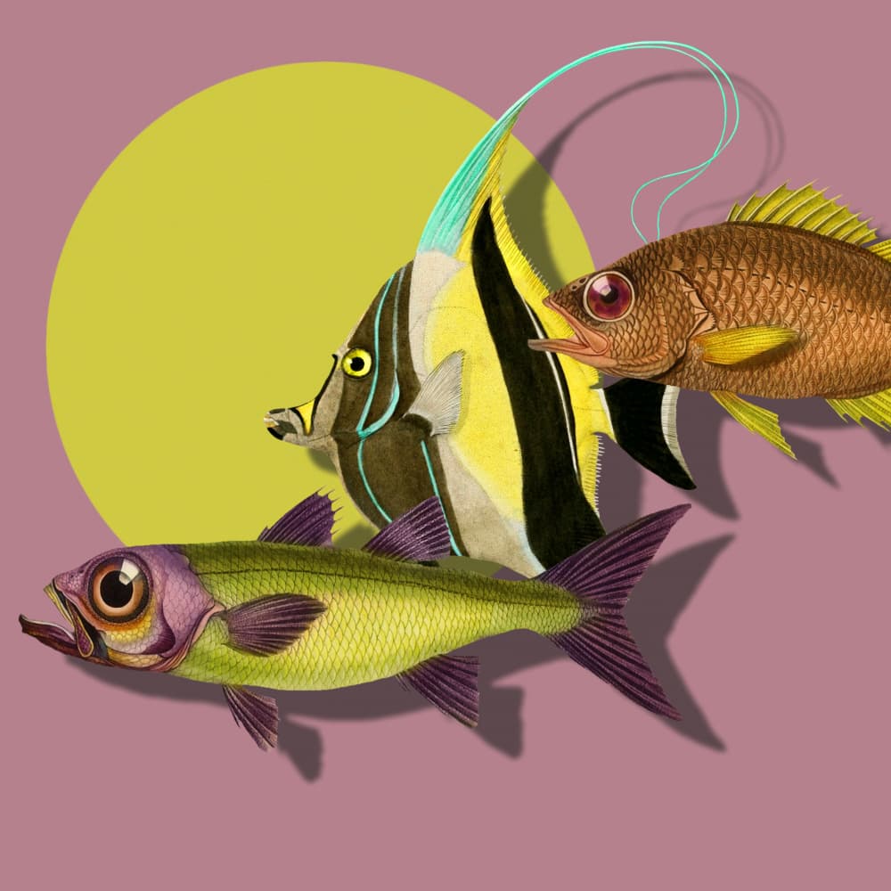Three Exotic Fish by Marja van den Hurk — canvas wall art