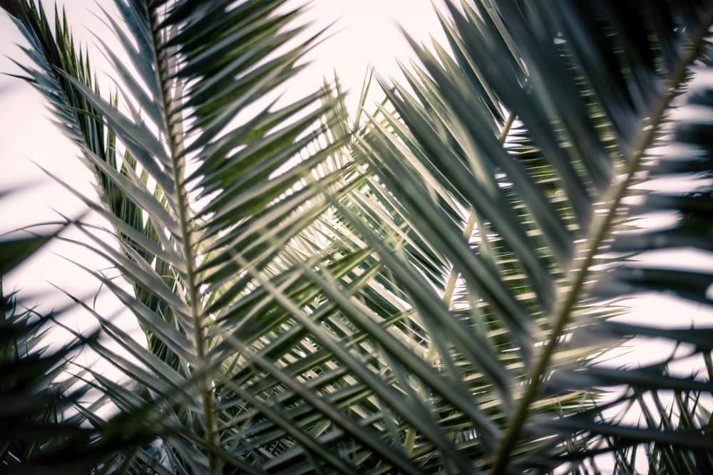 Tranquil Palm Fronds by Tim Mossholder — canvas wall art