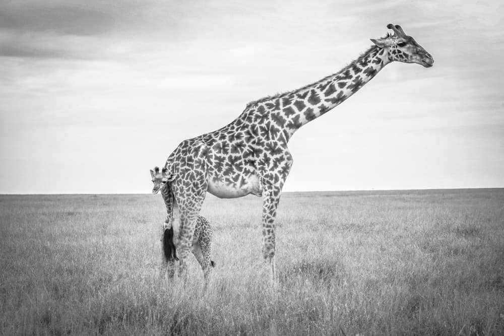 Wild Giraffe and Calf by Jeffrey C. Sink — canvas wall art