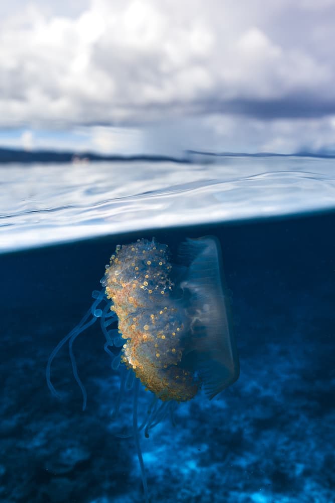 Golden Jellyfish Ocean Split by Barathieu Gabriel — canvas wall art