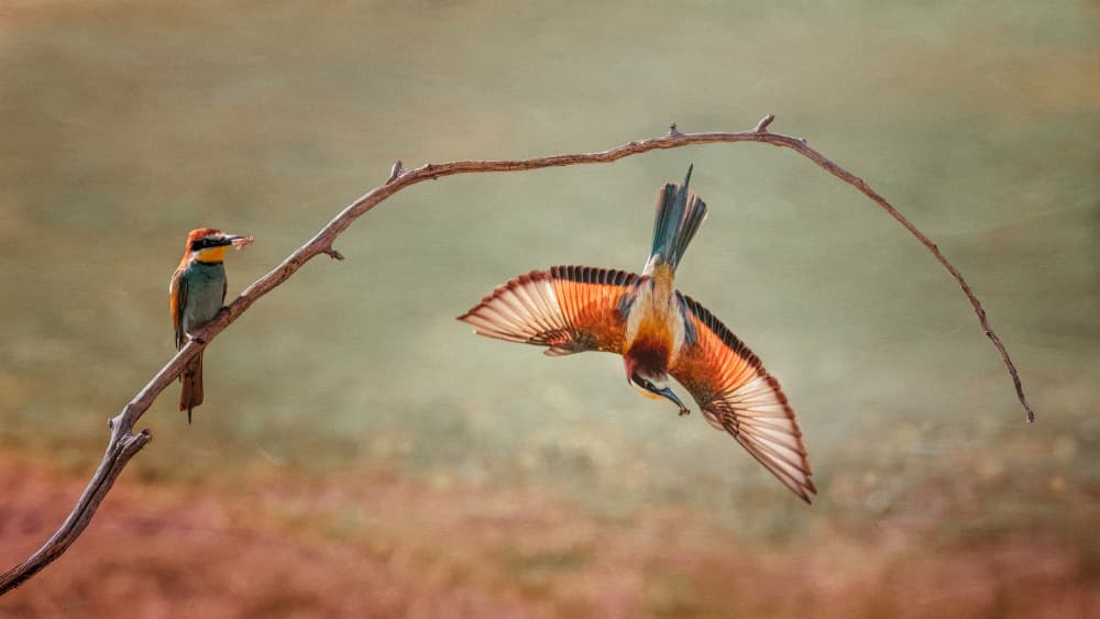 Graceful Bee-eaters by Wei Xu — canvas wall art