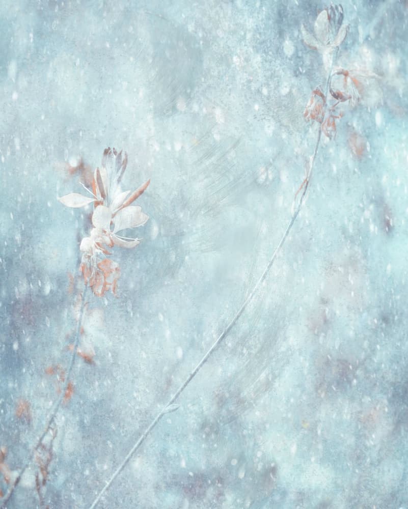 Soft Blue Winter Flowers by Delphine Devos — canvas wall art