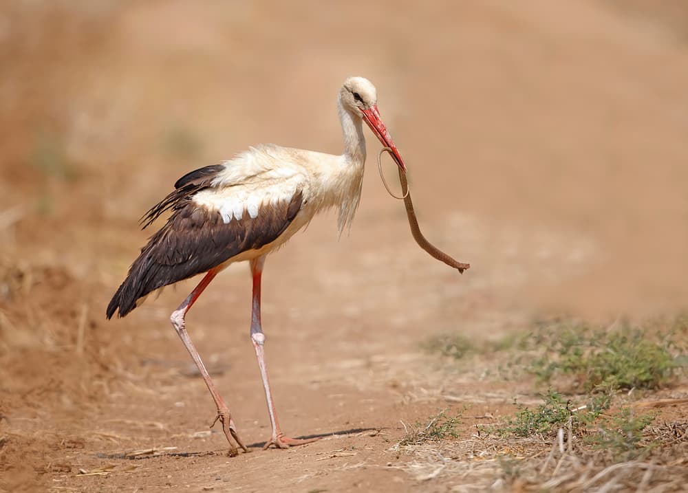 White Stork and Snake by Shlomo Waldmann — canvas wall art