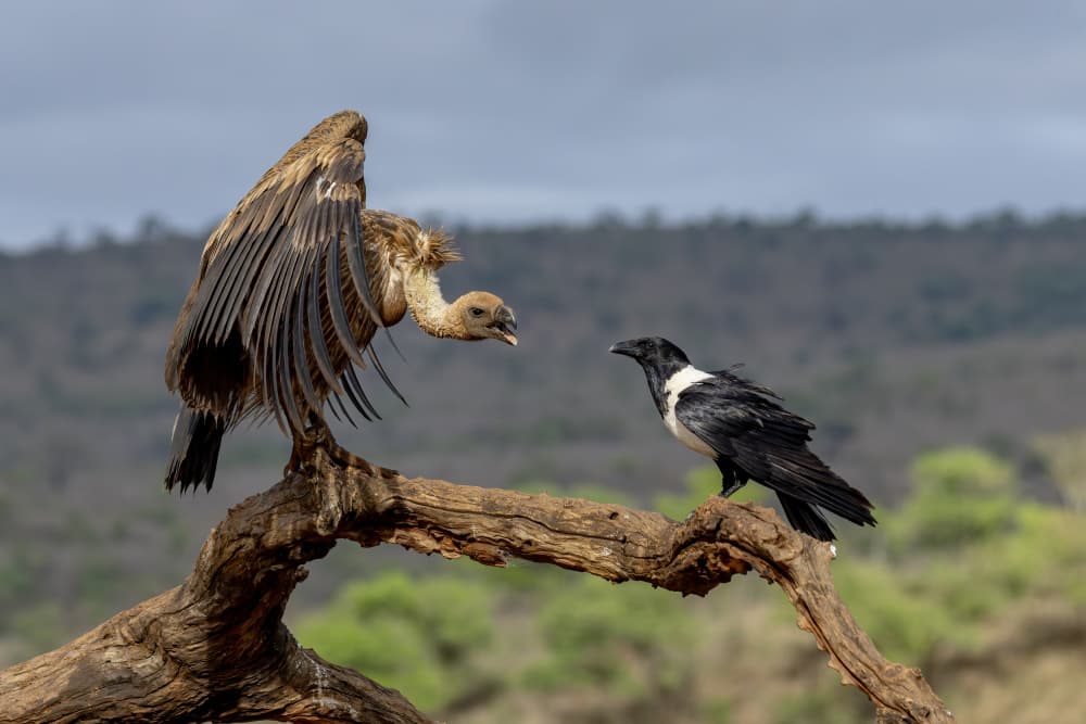 Vulture Crow Standoff by Alessandro Catta — canvas wall art