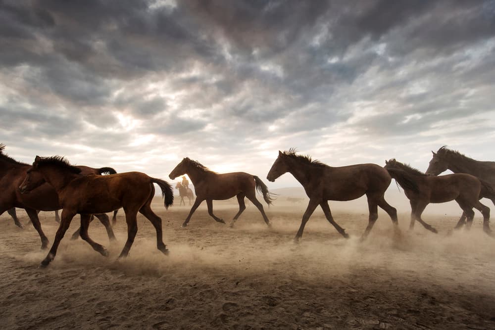 Wild Horses Galloping Free by Dan Mirica — canvas wall art