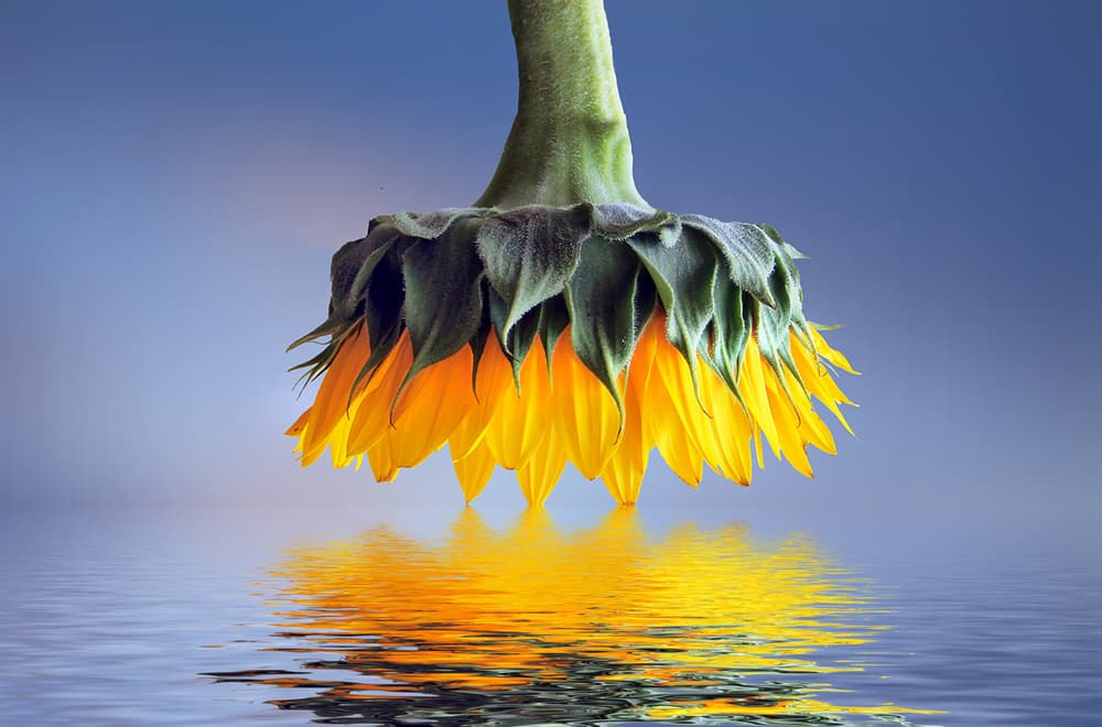 Upside Down Sunflower Reflection by Bess Hamiti — canvas wall art