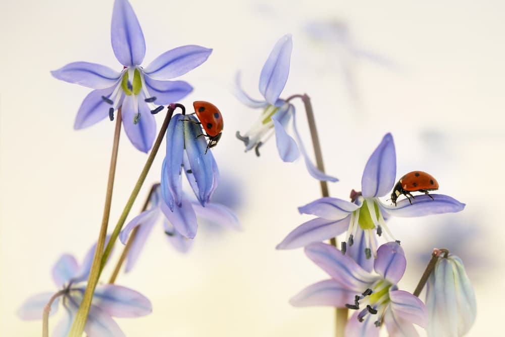 Springtime (Ladybirds with Scilla Siberica) by Ellen van Deelen — canvas wall art