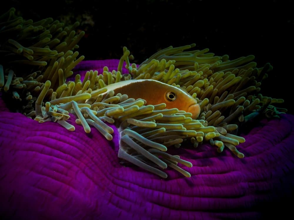 Vibrant Anemonefish Hideaway by Serge Melesan — canvas wall art