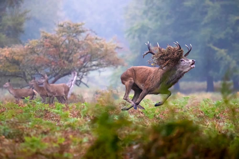 Wild Stag Running by Marco Redaelli — canvas wall art