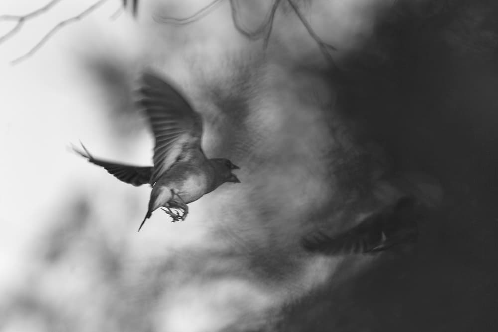 Wild Bird Takes Flight by Martine Benezech — canvas wall art