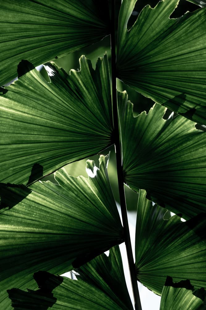 Lush Green Palm Leaves by Mareike Böhmer — canvas wall art
