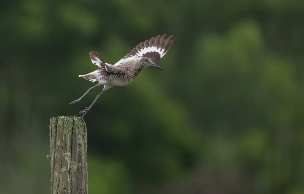 Willet Taking Flight by Xiaobing Tian — canvas wall art