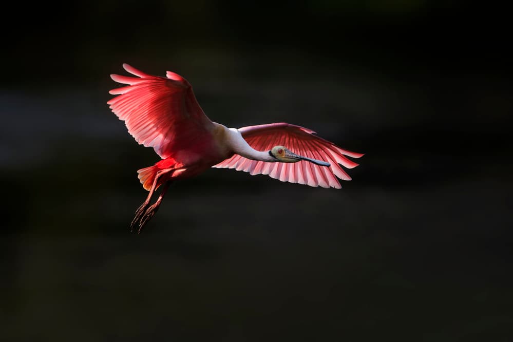 Roseate Spoonbill Graceful Flight by Phillip Chang — canvas wall art