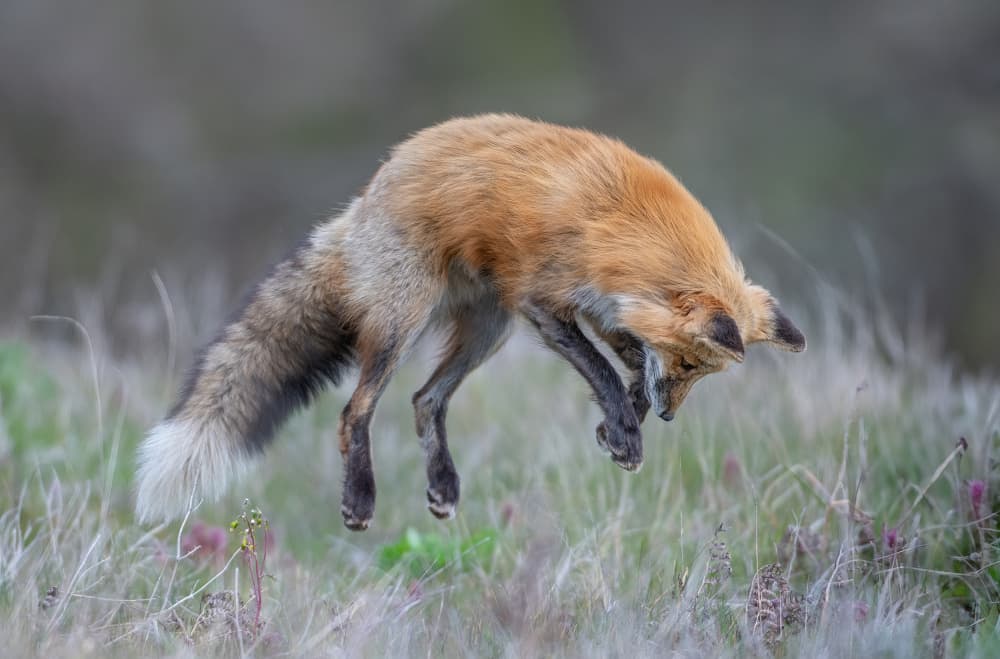 Red Fox Pounce by Larry Deng APA — canvas wall art