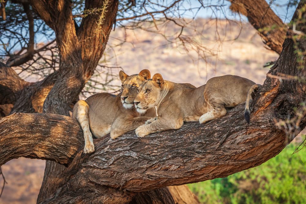Golden Tree Lions by Jeffrey C. Sink — canvas wall art