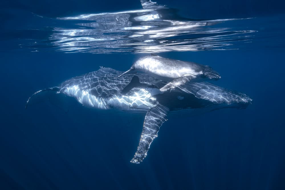 Whale Mother and Calf by Barathieu Gabriel — canvas wall art