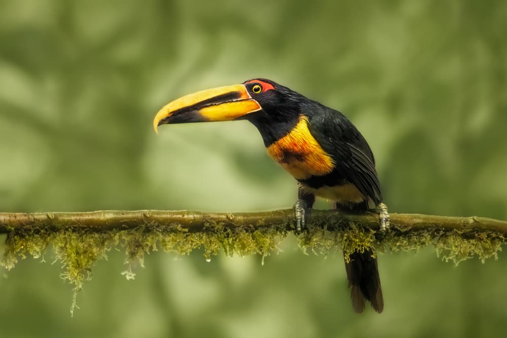 Vibrant Tropical Toucan by Siyu_Wei APA — canvas wall art