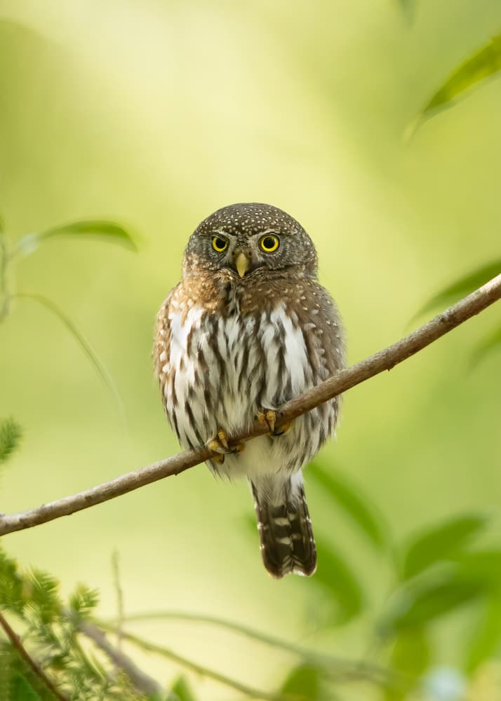 Tiny Forest Owl by Bill Lu — canvas wall art