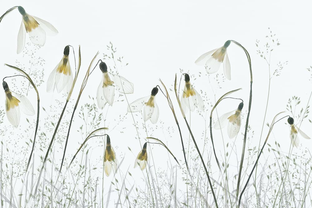 Spring! by Nel Talen — canvas wall art