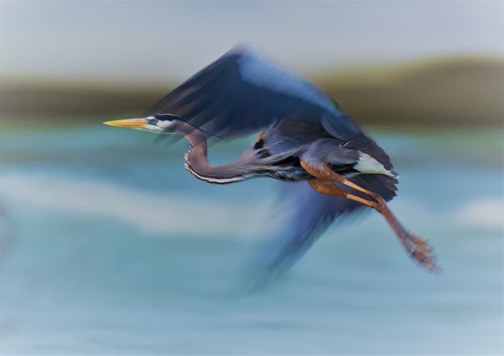 Graceful Blue Heron Flight by Mike He — canvas wall art