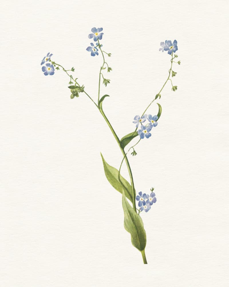 Botanical Forget Me Nots by Wild Violets — canvas wall art