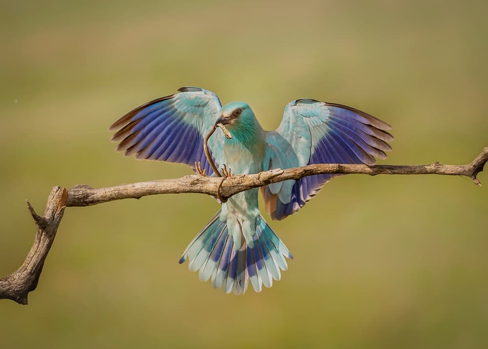 Blue Roller With Prey by Annie Poreider — canvas wall art