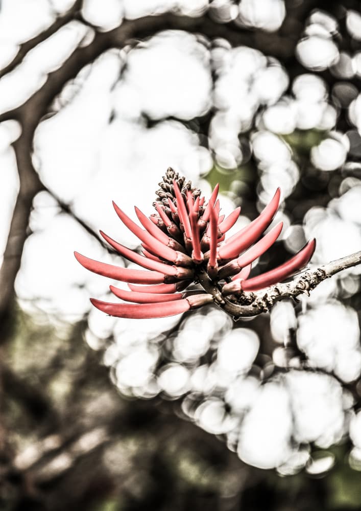 Crimson Blossom by Shot by Clint — canvas wall art
