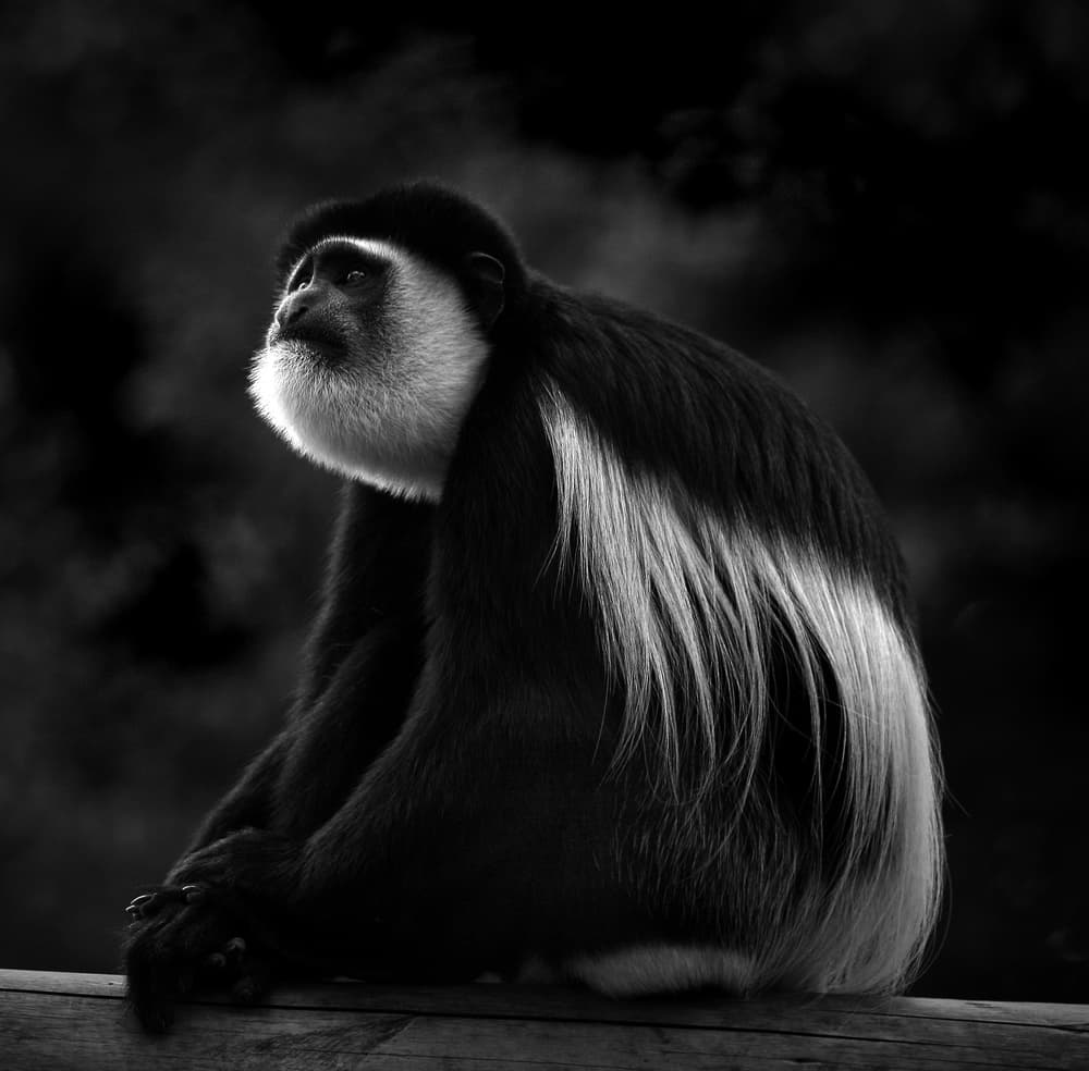 Black and White Colobus Monkey by Hans-Wolfgang Hawerkamp — canvas wall art