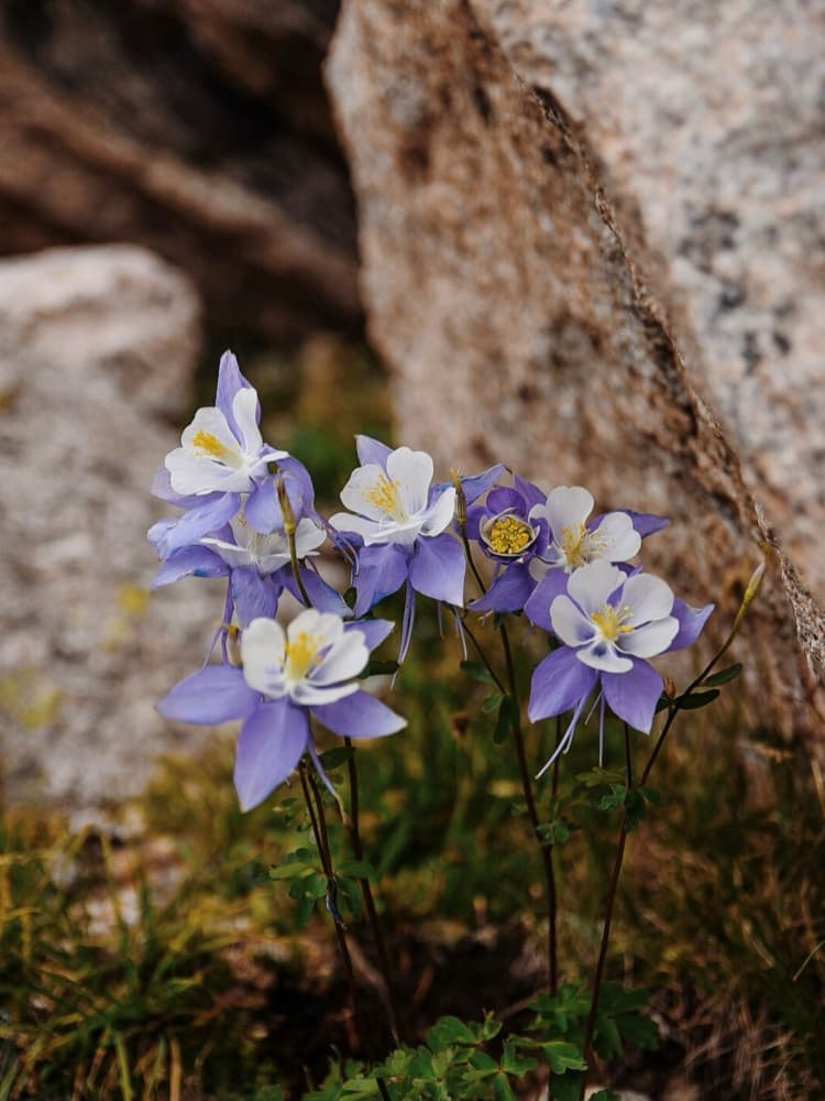Mountain Columbine Bloom by Del Mundo Imagery — canvas wall art