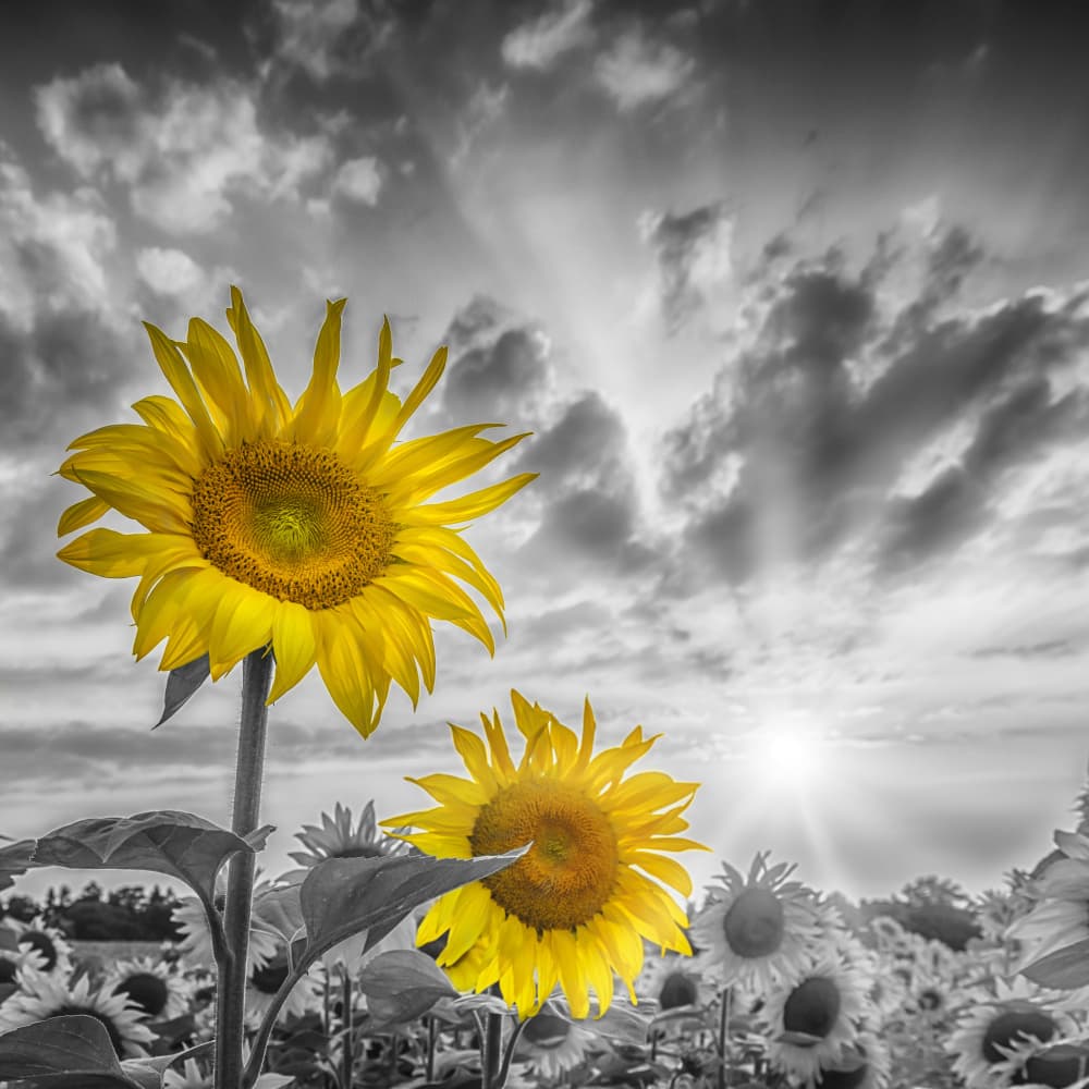 Vibrant Yellow Sunflowers by Melanie Viola — canvas wall art